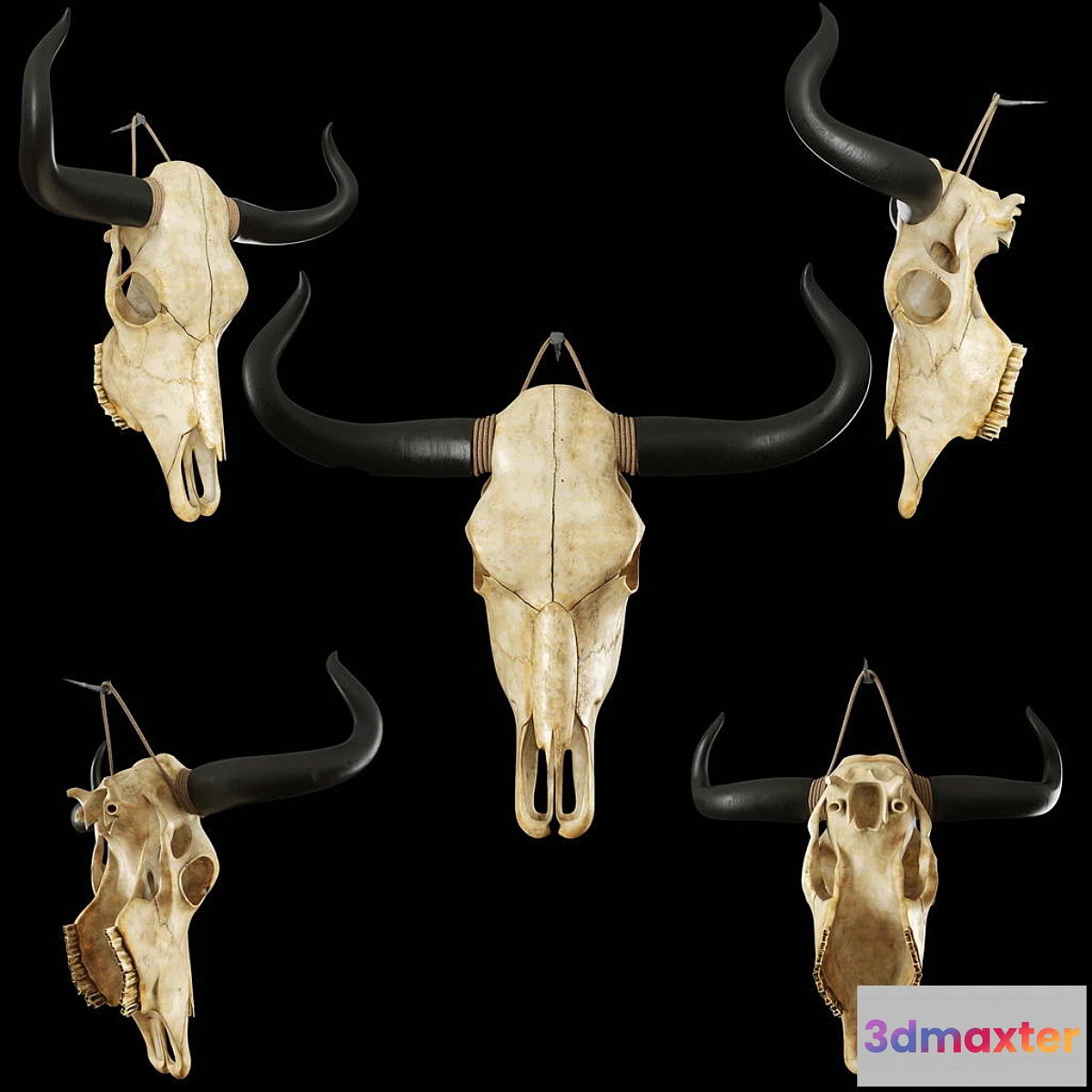 643883 - Cow skull - No.2