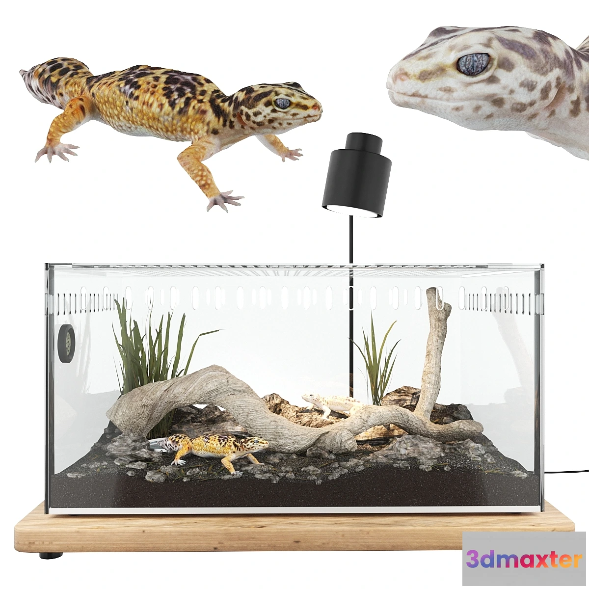 717136 - Terrarium with geckos - No.2