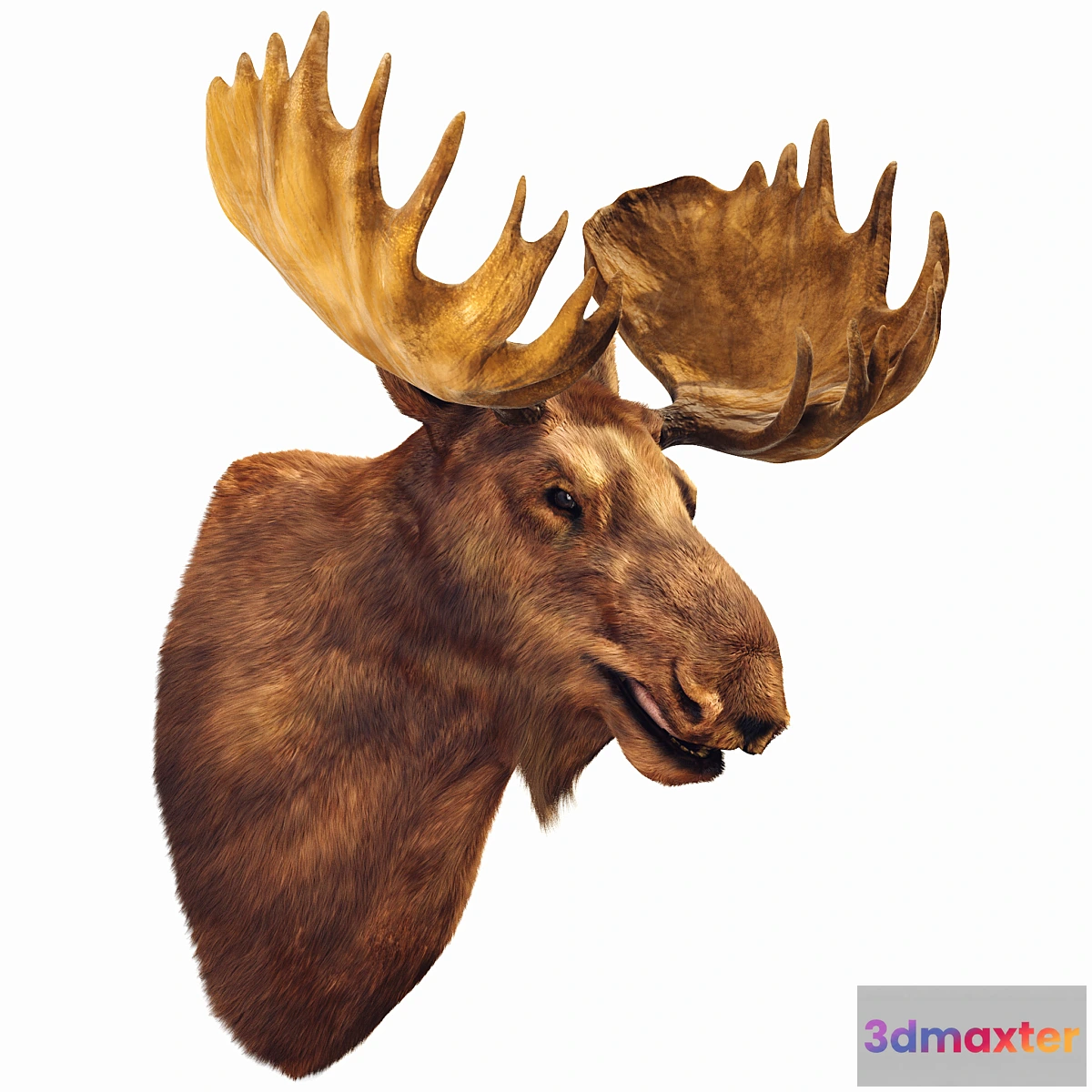 851163 - Elk head - No.3