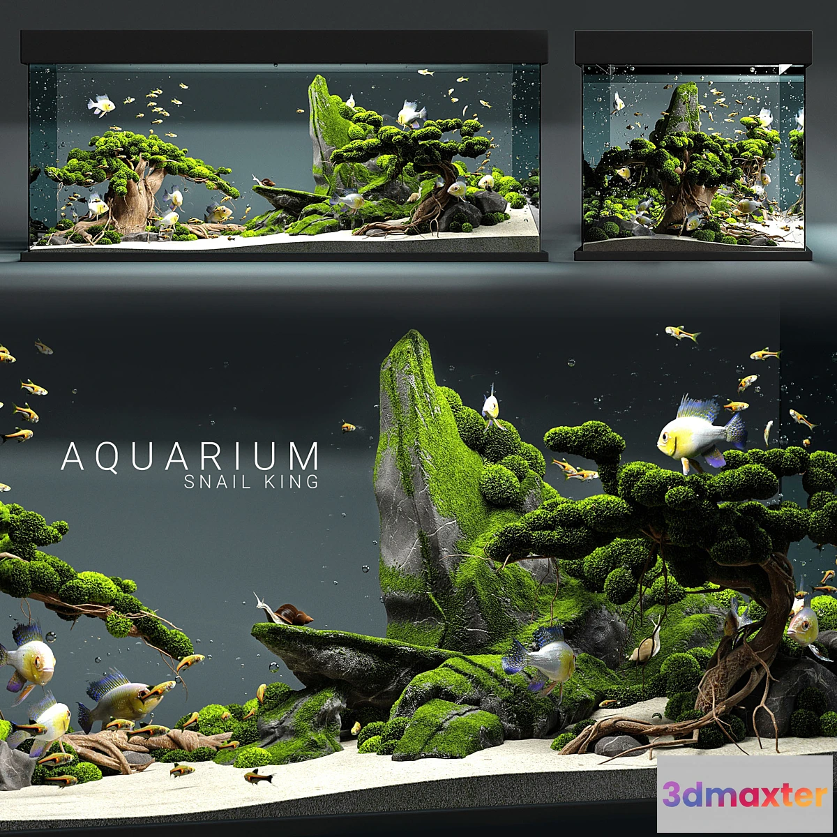 868789 - Aquarium snail king - No.4