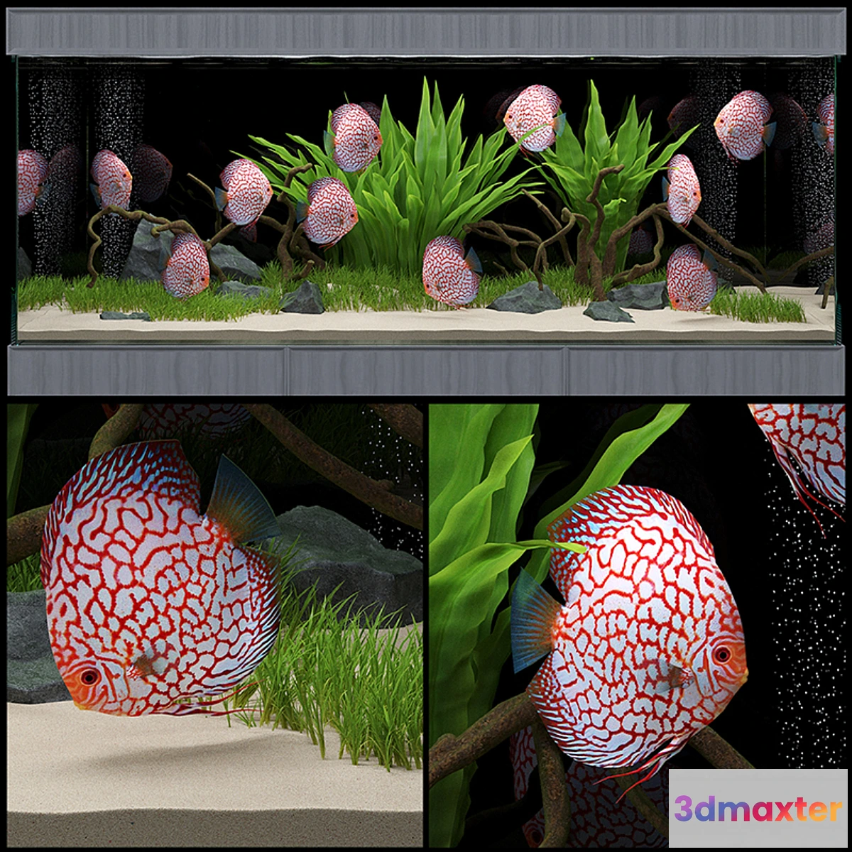 868967 - Aquarium - No.44