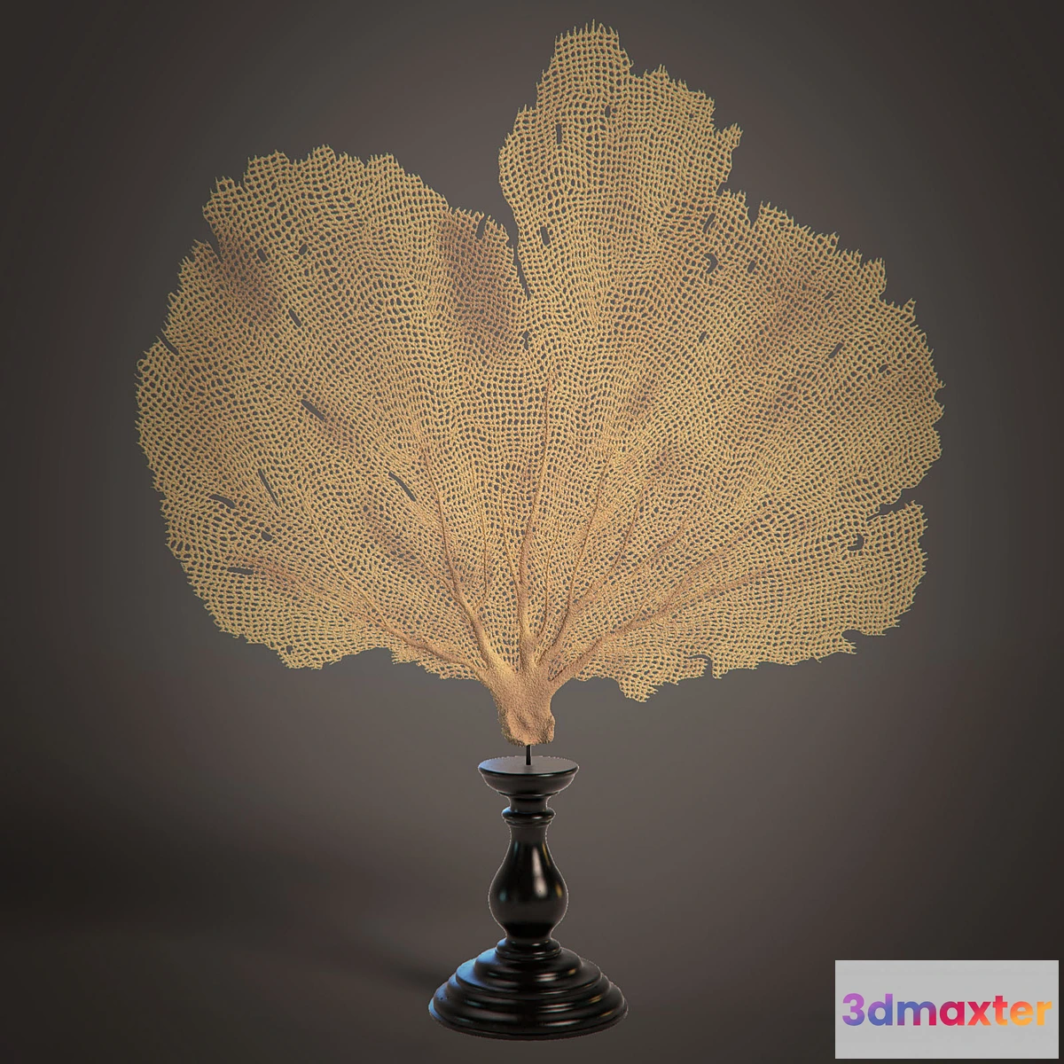 886358 - Coral - No.2