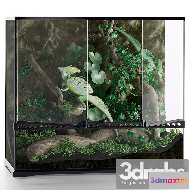 929892 - Terrarium basilisk