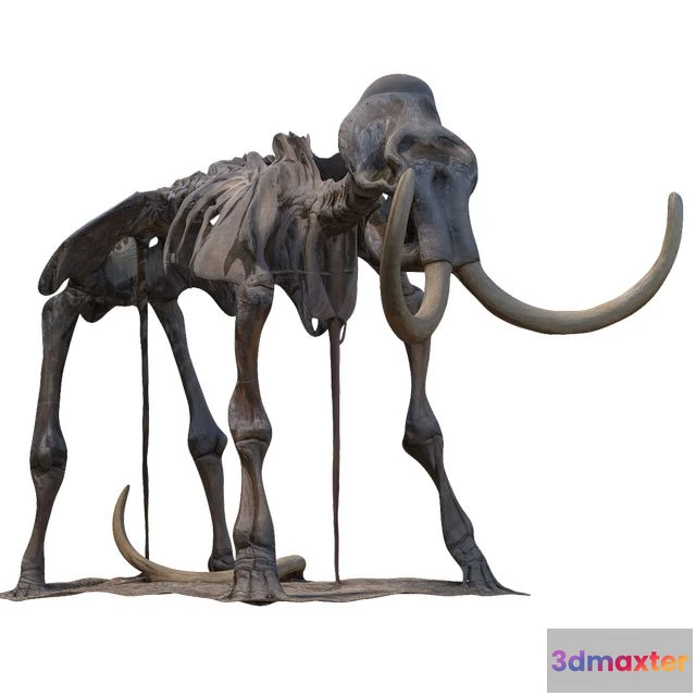 1568674 - Mammoth skeleton 3D Max