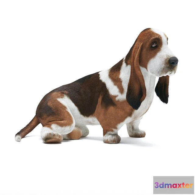 1569460 - Basset Hound 3D Max