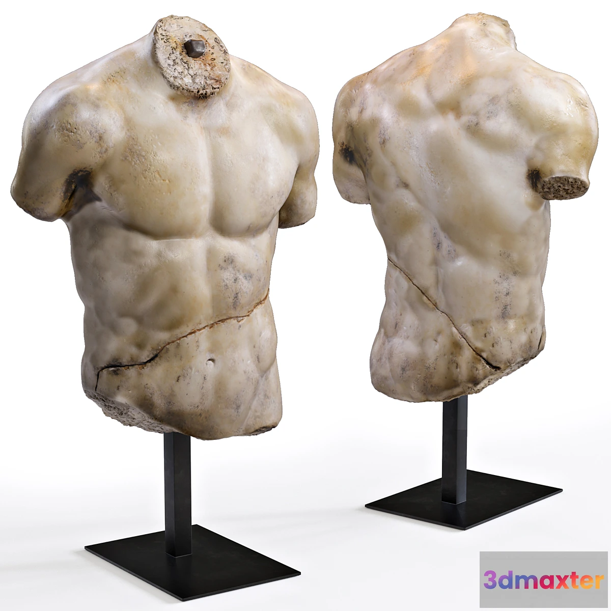 594792 - DISCOPHORUS TORSO