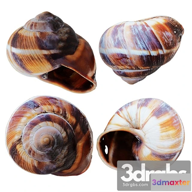 931200 - Empty Shell Snail
