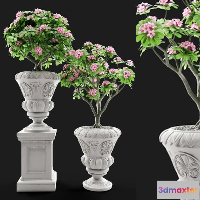 1609118 - decoration - Adenium Desert rose in classic vase 3D Max