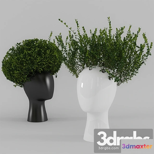 932066 - Wig Vase With Boxwood Part 1