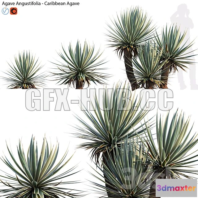 1197154 - FURNITURE 3D MODELS - Agave Angustifolia