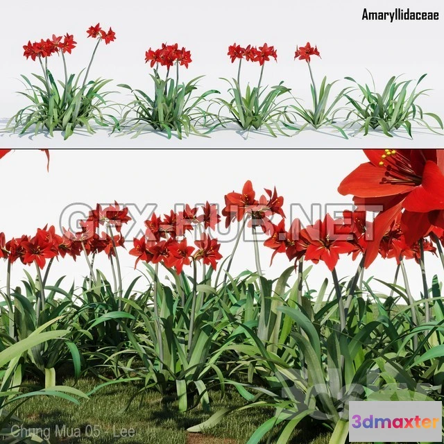 1197256 - FURNITURE 3D MODELS - Amaryllidaceae