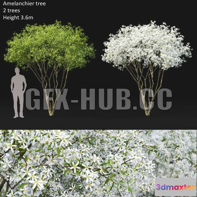 1197262 - FURNITURE 3D MODELS - Amelanchier