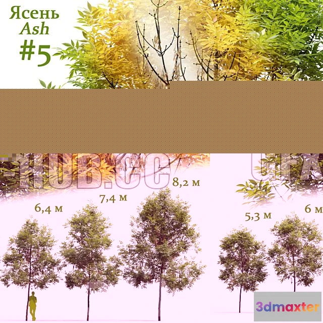 1197558 - FURNITURE 3D MODELS - Ash Fraxinus 5