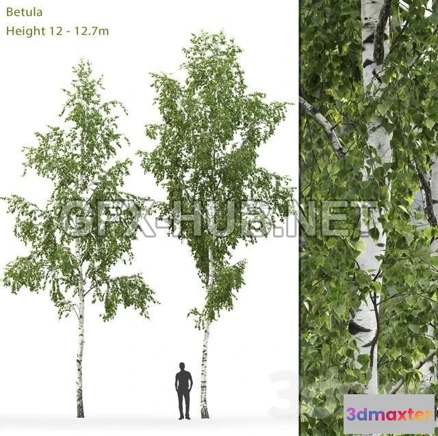 1198120 - FURNITURE 3D MODELS - Birch Betula