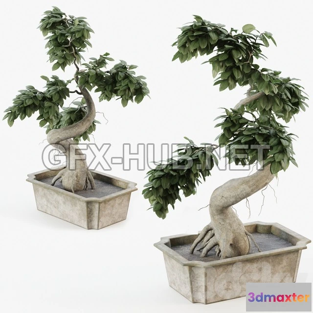 1198274 - FURNITURE 3D MODELS - Bonsai tree ficus