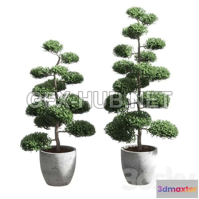 1198276 - FURNITURE 3D MODELS - Bonsai With Spherical Branches 2 Models