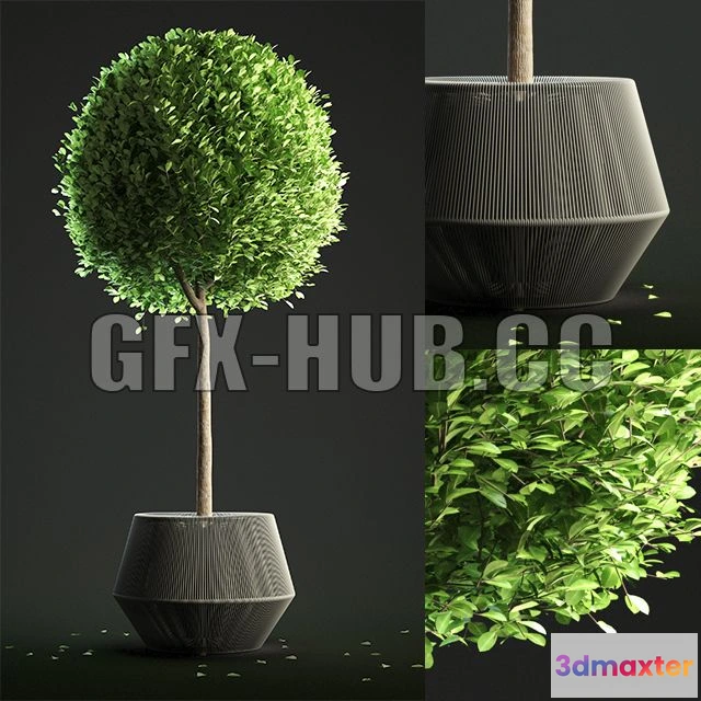 1198536 - FURNITURE 3D MODELS - Buxus Sempervirens in Pot