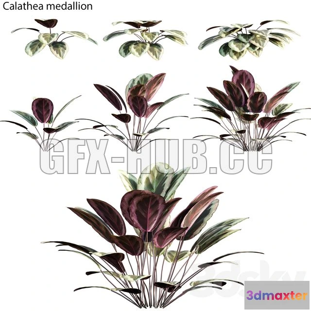 1198584 - FURNITURE 3D MODELS - Calathea Medallion 01