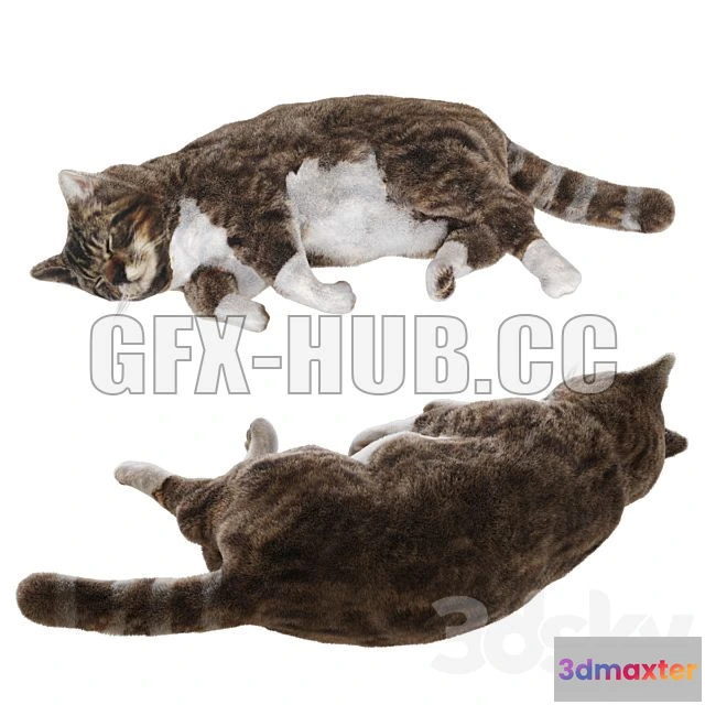 1198782 - FURNITURE 3D MODELS - Cat