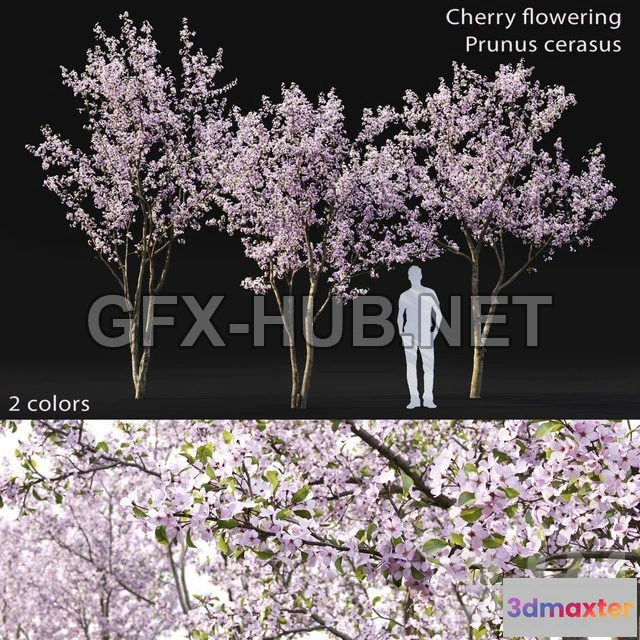 1199082 - FURNITURE 3D MODELS - Cherry-tree Flowering 03
