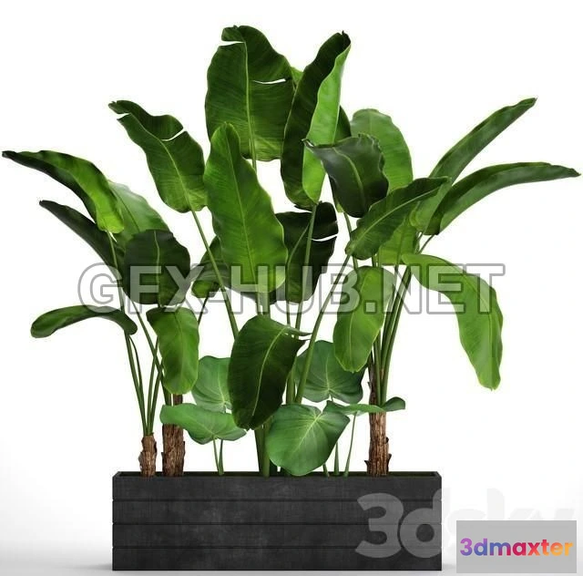 1199404 - FURNITURE 3D MODELS - Collection of plants 73. Tropical plants