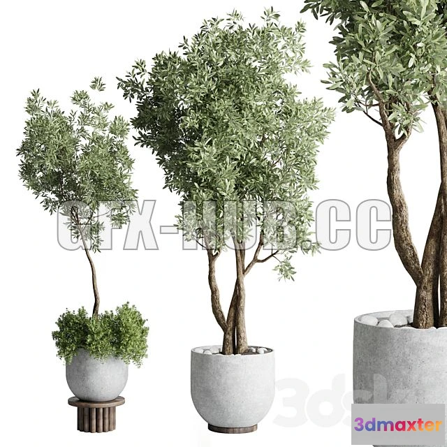 1199410 - FURNITURE 3D MODELS - Collection Outdoor Indoor Plant 52