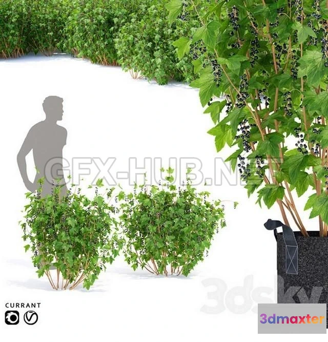 1199612 - FURNITURE 3D MODELS - Currant bushes