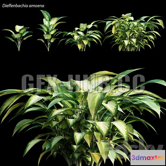 1200042 - FURNITURE 3D MODELS - Dieffenbachia Amoena