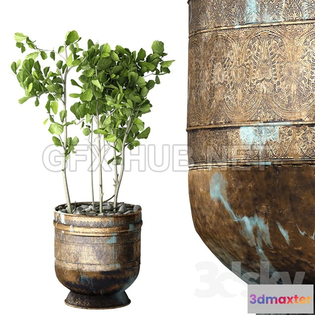 1200558 - FURNITURE 3D MODELS - Ficus Lyrata