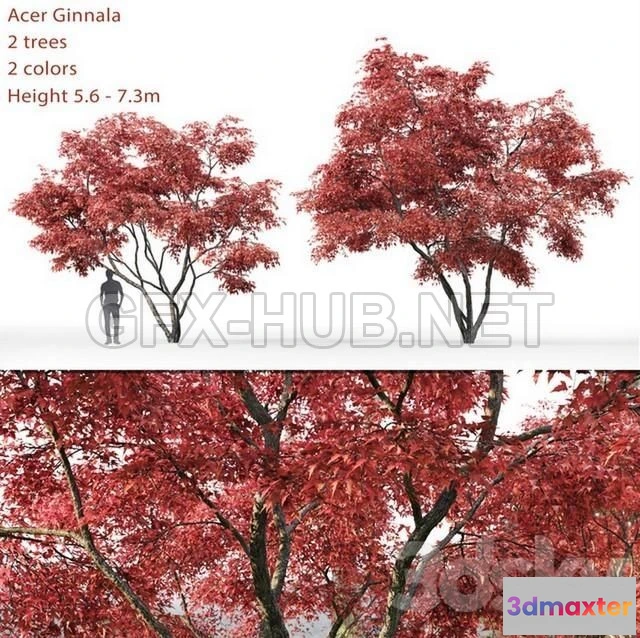 1201046 - FURNITURE 3D MODELS - Ginnala Maple Acer Ginnala # 2