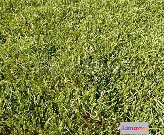 1201406 - FURNITURE 3D MODELS - High Details Grass