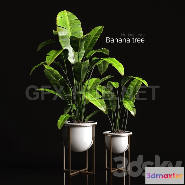1201464 - FURNITURE 3D MODELS - Houseplants Banana Tree