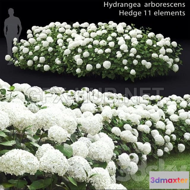 1201494 - FURNITURE 3D MODELS - Hydrangea arborescens hedge