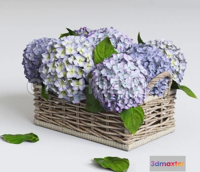 1201496 - FURNITURE 3D MODELS - Hydrangea in basket