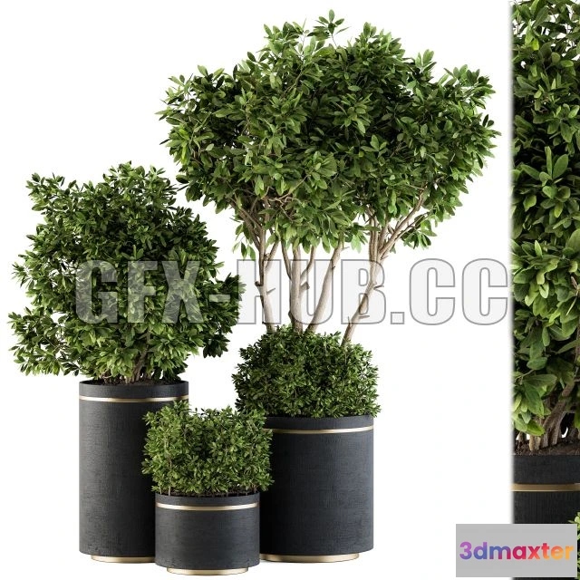 1201602 - FURNITURE 3D MODELS - Indoor Plant Set 105 Black and Gold