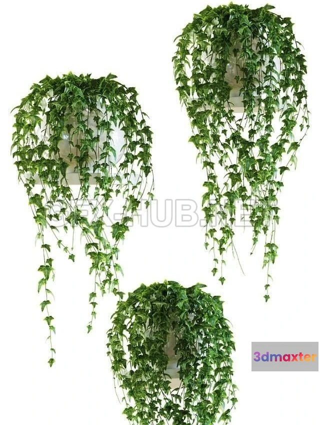 1201698 - FURNITURE 3D MODELS - Ivy on a shelf in a pot