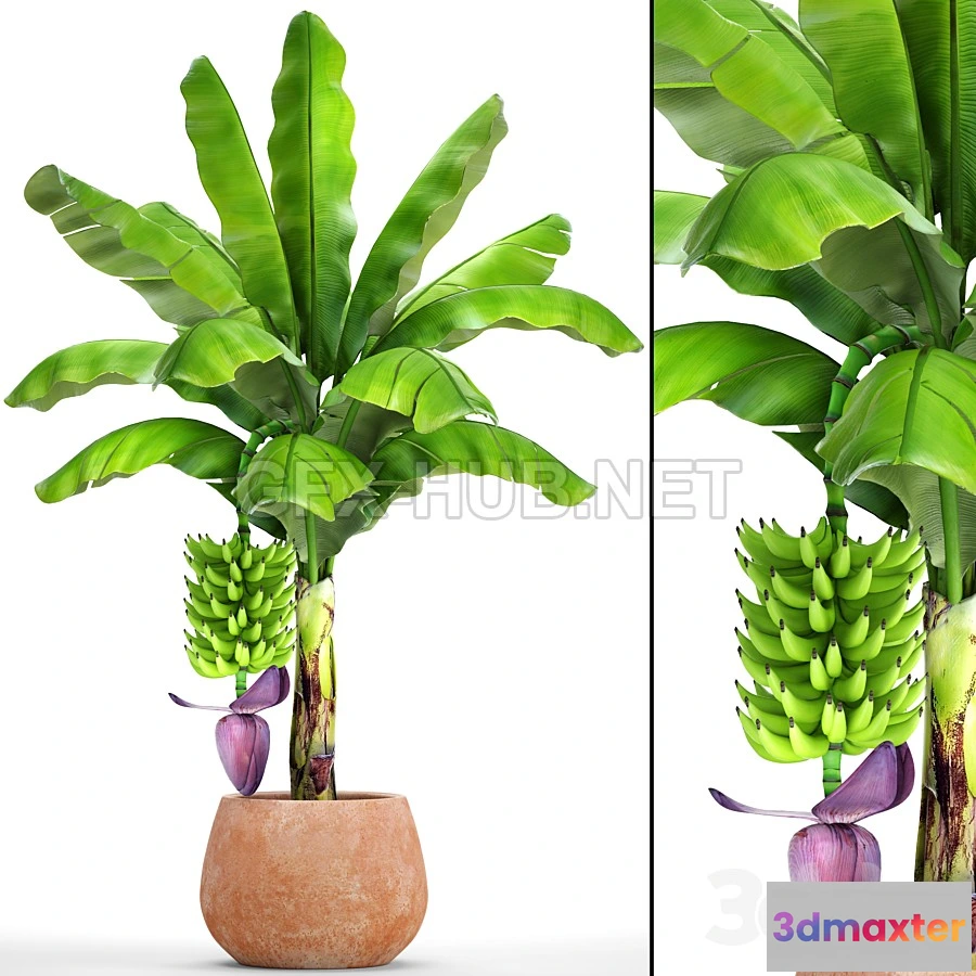 1201730 - FURNITURE 3D MODELS - Japanese banana 1