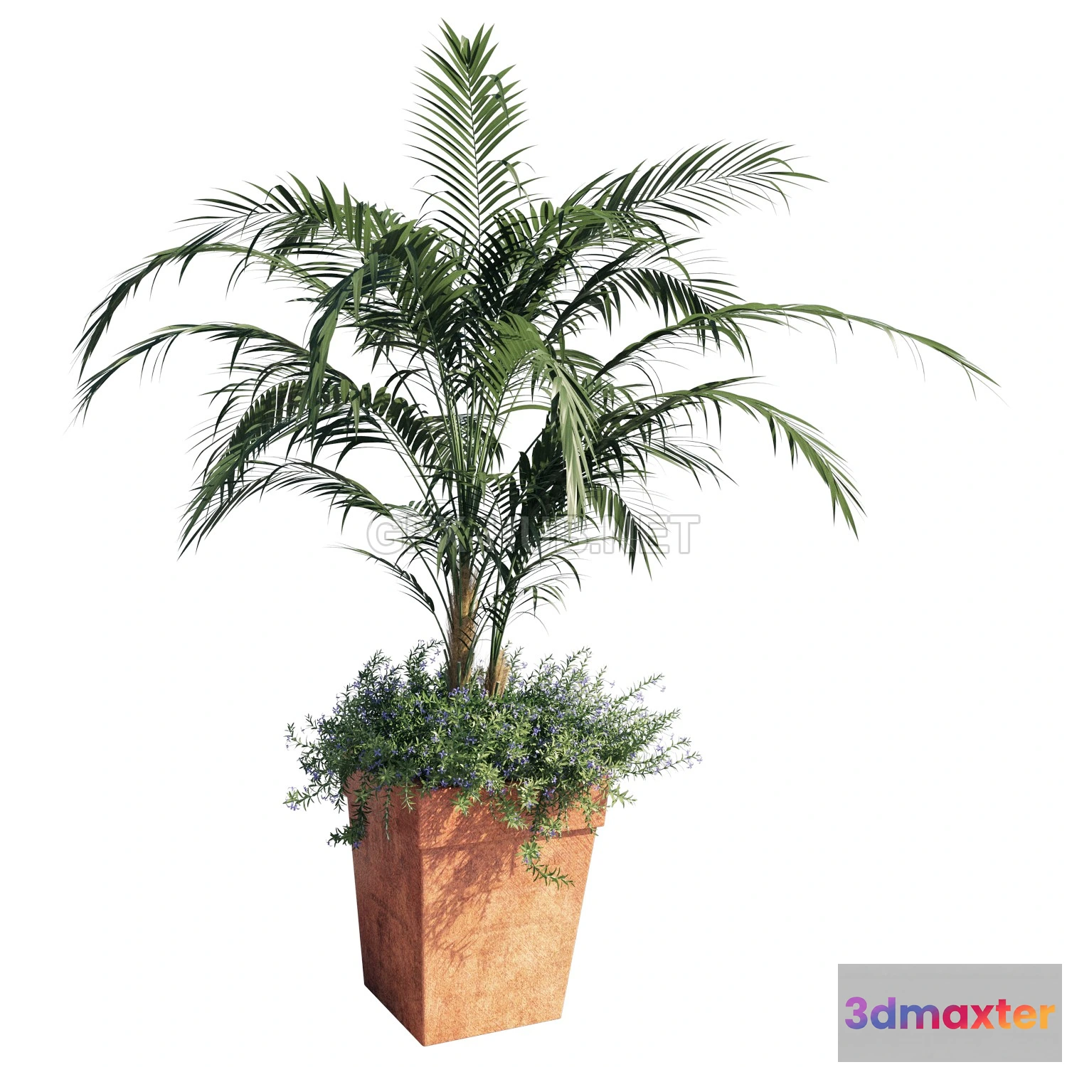 1201870 - FURNITURE 3D MODELS - Kentia Palm