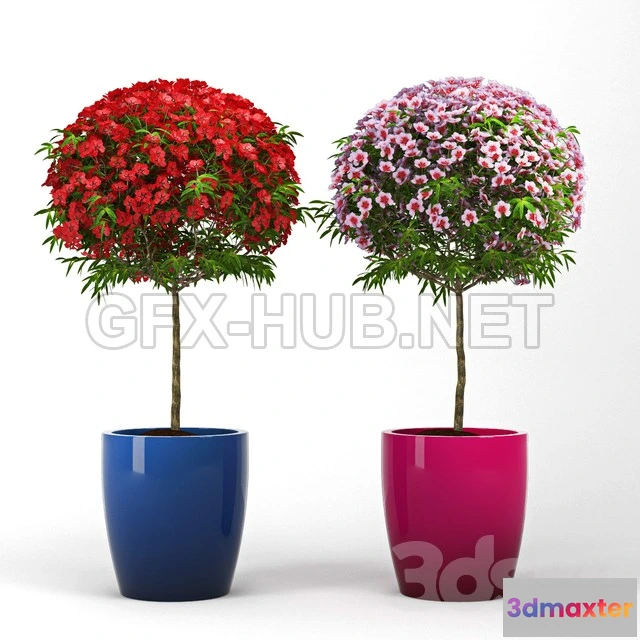 1202310 - FURNITURE 3D MODELS - Leptospermum Topiary