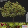 1202628 - FURNITURE 3D MODELS - Malus fruit tree 02