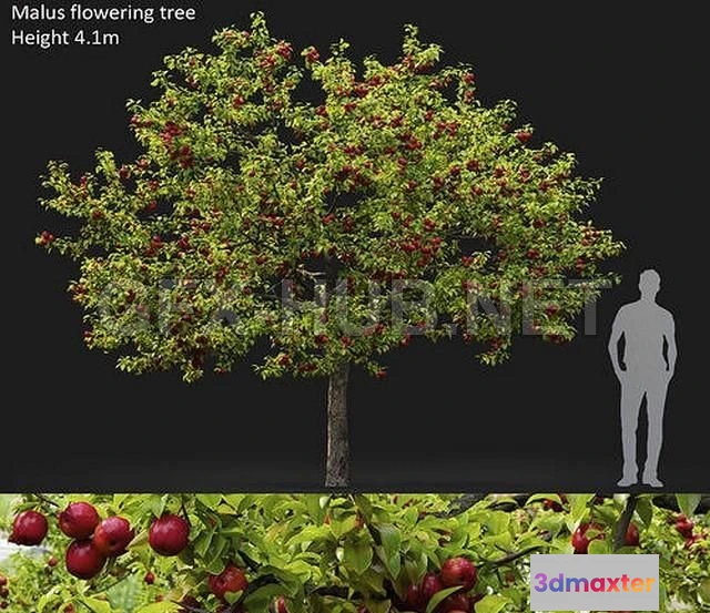 1202628 - FURNITURE 3D MODELS - Malus fruit tree 02