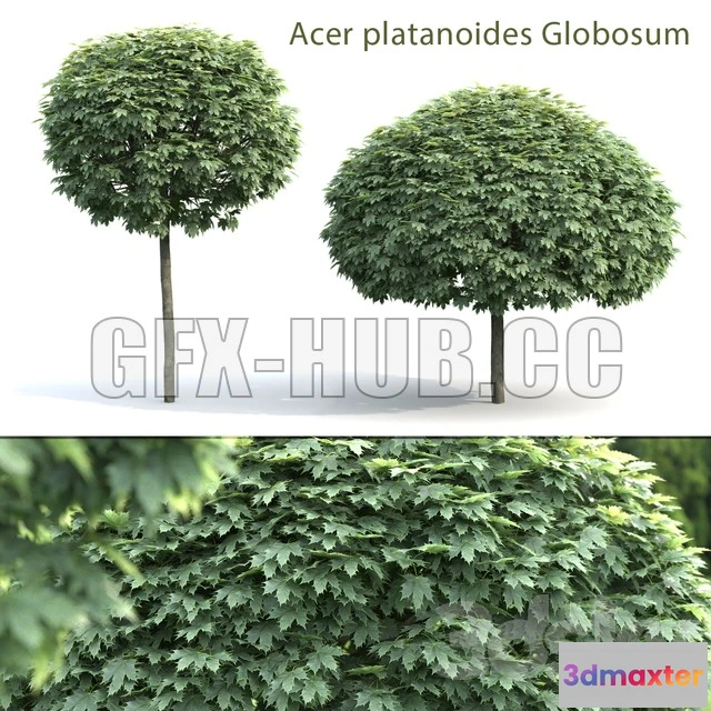 1202658 - FURNITURE 3D MODELS - Maple Globozum (2 trees)