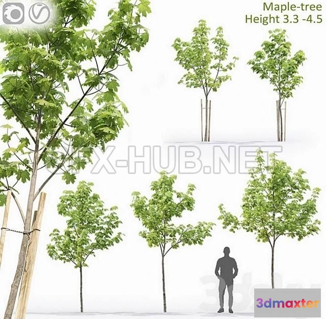 1202660 - FURNITURE 3D MODELS - Maple-tree # 13 (3.1-4.5m)