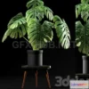 1203128 - FURNITURE 3D MODELS - Monstera Plants 50