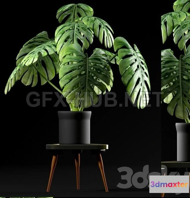 1203128 - FURNITURE 3D MODELS - Monstera Plants 50