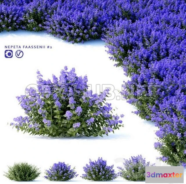1203264 - FURNITURE 3D MODELS - Nepeta fassenii # 2