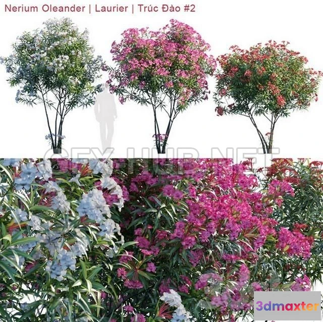1203270 - FURNITURE 3D MODELS - Nerium Oleander Laurier
