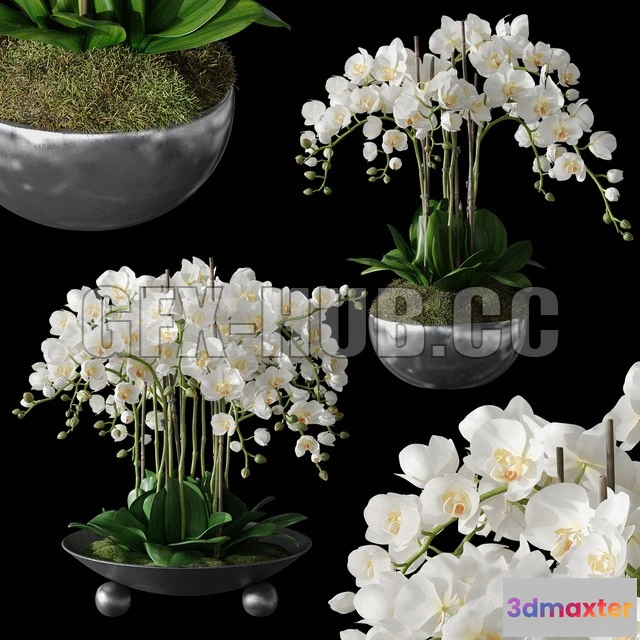 1203450 - FURNITURE 3D MODELS - Orchids 1 (potted orchids with moss)