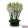 1203462 - FURNITURE 3D MODELS - Ornithogalums