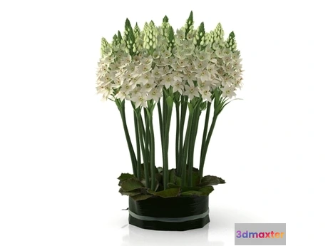 1203462 - FURNITURE 3D MODELS - Ornithogalums